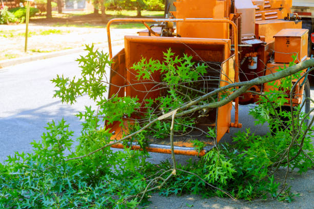 The Steps Involved in Our Tree Care Process in Taylorsville, NC